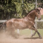 Jellicoe Interagro, chestnut Purebred Lusitano Photo Fagner Almeida