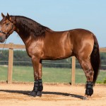 Jellicoe Interagro, chestnut Purebred Lusitano Photo TUPA