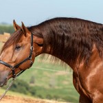 Jellicoe Interagro, chestnut Purebred Lusitano Photo TUPA