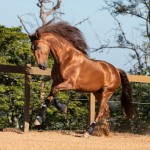 Jellicoe Interagro, chestnut Purebred Lusitano Photo TUPA