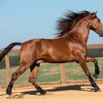 Jellicoe Interagro, chestnut Purebred Lusitano Photo TUPA