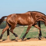 Jellicoe Interagro, chestnut Purebred Lusitano Photo TUPA