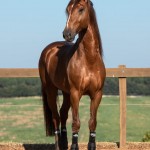 Jellicoe Interagro, chestnut Purebred Lusitano Photo TUPA