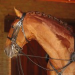 Jellicoe Interagro/Interagro Lusitanos