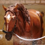 Jellicoe Interagro/Interagro Lusitanos