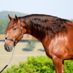 Jellicoe Interagro, chestnut Purebred Lusitano Photo Interagro Lusitanos
