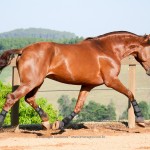 Jellicoe Interagro, chestnut Purebred Lusitano Photo Interagro Lusitanos
