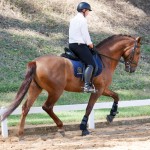 Jellicoe Interagro, chestnut Purebred Lusitano Photo Interagro Lusitanos