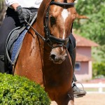 Jellicoe Interagro, chestnut Purebred Lusitano Photo Interagro Lusitanos