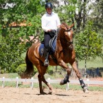 Jellicoe Interagro, chestnut Purebred Lusitano Photo Interagro Lusitanos