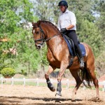Jellicoe Interagro, chestnut Purebred Lusitano Photo Interagro Lusitanos