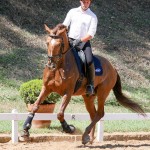 Jellicoe Interagro, chestnut Purebred Lusitano Photo Interagro Lusitanos