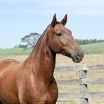 Jangada Interagro/Interagro Lusitanos