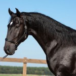 Ladino Interagro/TUPA