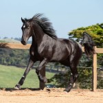 Ladino Interagro/TUPA