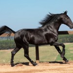 Ladino Interagro/TUPA