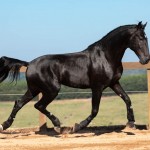 Ladino Interagro/TUPA