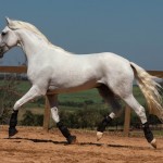 Laius Interagro/TUPA