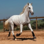 Laius Interagro/TUPA