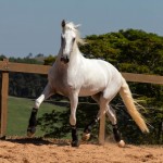 Laius Interagro/TUPA