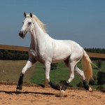 Laius Interagro/TUPA