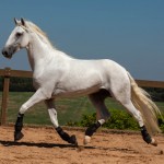 Laius Interagro/TUPA