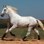 Laius Interagro/TUPA