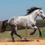 Linus Interagro/TUPA