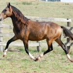 Labrego Interagro at 2 yo/Interagro Lusitanos