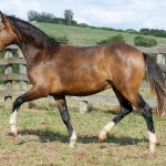 Labrego Interagro at 2 yo/Interagro Lusitanos