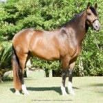 Labrego Interagro/Interagro Lusitanos