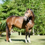 Labrego Interagro/Interagro Lusitanos