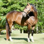 Labrego Interagro/Interagro Lusitanos