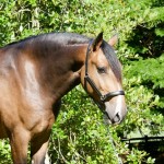 Labrego Interagro/Interagro Lusitanos