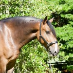 Labrego Interagro/Interagro Lusitanos