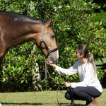 Labrego Interagro/Interagro Lusitanos
