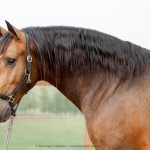 Labrego Interagro/Interagro Lusitanos