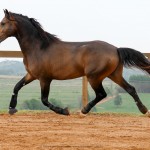 Labrego Interagro/Interagro Lusitanos