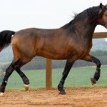 Labrego Interagro/Interagro Lusitanos