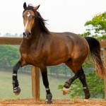 Labrego Interagro/Interagro Lusitanos