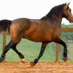 Labrego Interagro/Interagro Lusitanos