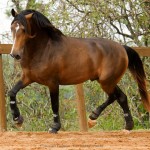 Labrego Interagro/Interagro Lusitanos