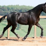 Ladino Interagro/Interagro Lusitanos