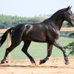 Ladino Interagro/Interagro Lusitanos