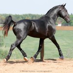 Ladino Interagro/Interagro Lusitanos