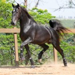 Ladino Interagro/Interagro Lusitanos