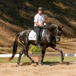 Ladino Interagro /Interagro Lusitanos