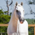 Laius Interagro/Interagro Lusitanos