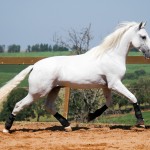 Laius Interagro/Interagro Lusitanos