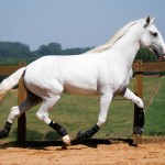 Laius Interagro/Interagro Lusitanos